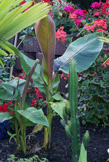 Musa sikkimensis